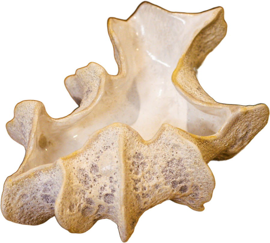 Concha coral